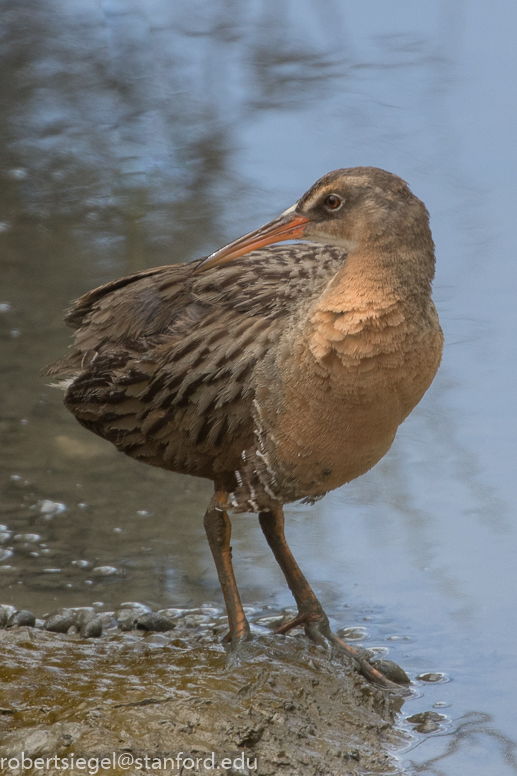 palo alto baylands